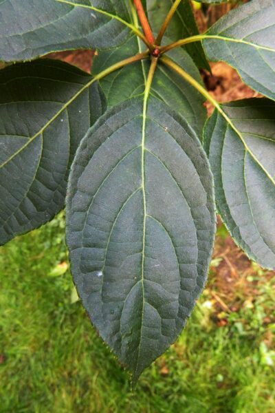Hydrangea paniculata - Leaf