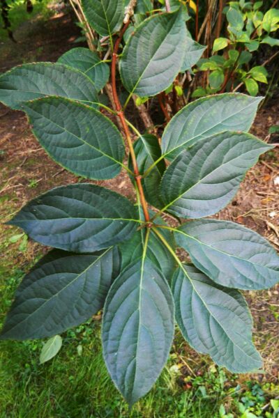 Hydrangea paniculata - Foliage