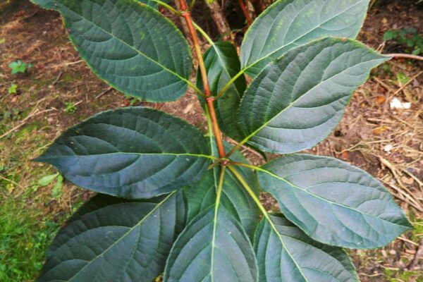 Hydrangea paniculata - Foliage