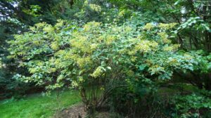 Hydrangea paniculata - Summer Habit