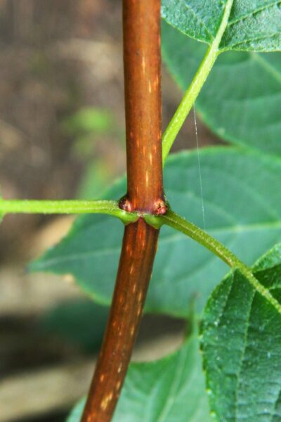 Hydrangea paniculata - Buds