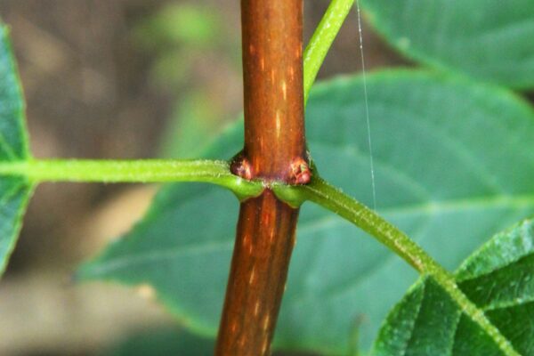 Hydrangea paniculata - Buds