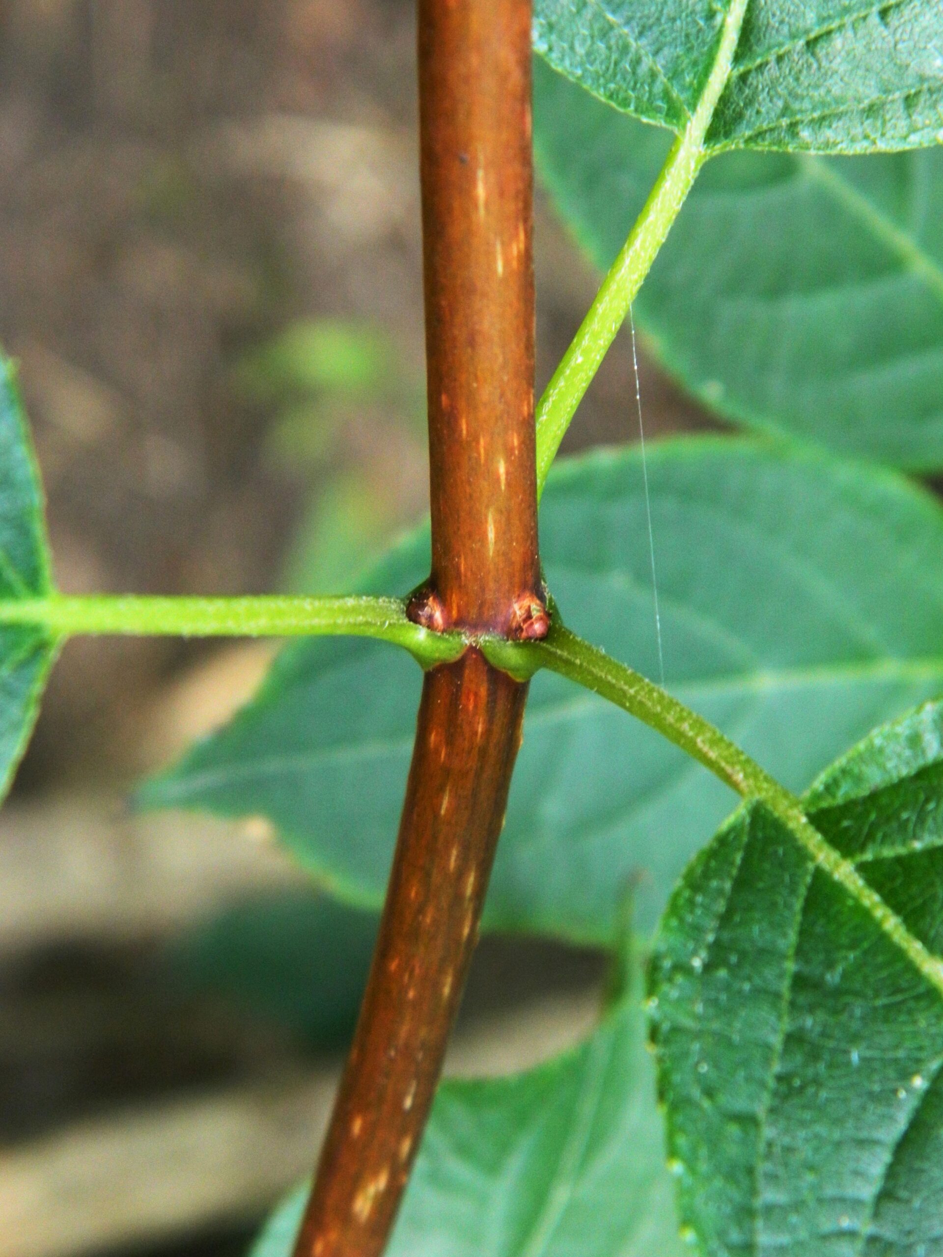 Hydrangea Budding Hydrangea paniculata (Panicle Hydrangea) – Purdue Arboretum Explorer