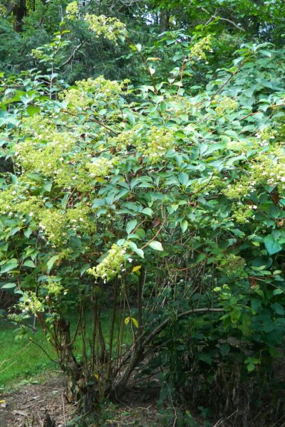 Hydrangea paniculata - Summer Habit