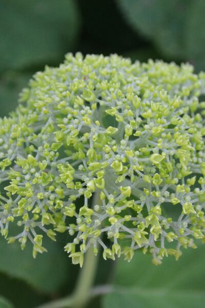 Hydrangea paniculata - Young Flowerhead