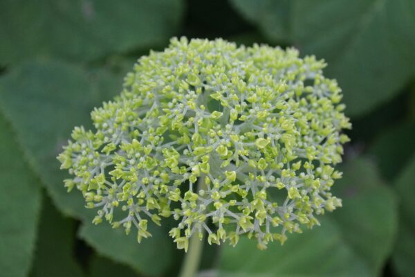 Hydrangea paniculata - Young Flowerhead