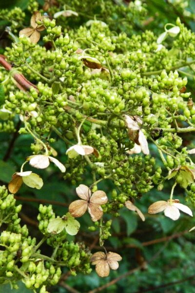 Hydrangea paniculata - Mature Flowerhead