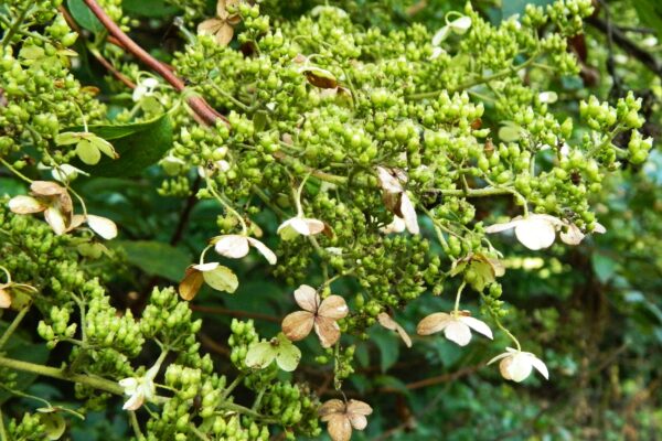 Hydrangea paniculata - Mature Flowerhead