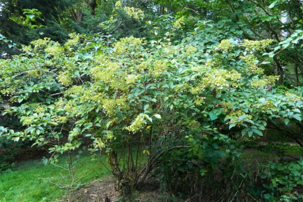 Hydrangea paniculata - Summer Habit