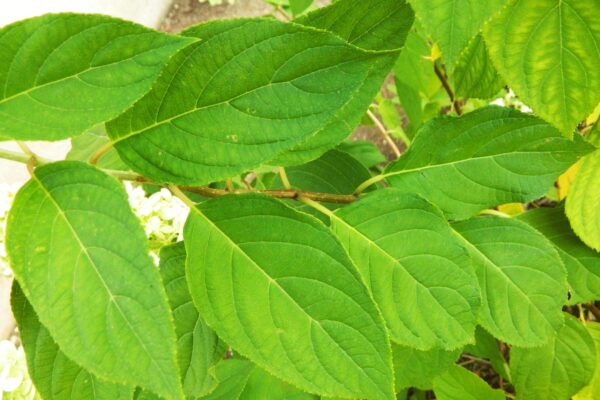 Hydrangea paniculata ′Limelight′ [sold as Limelight®] - Foliage