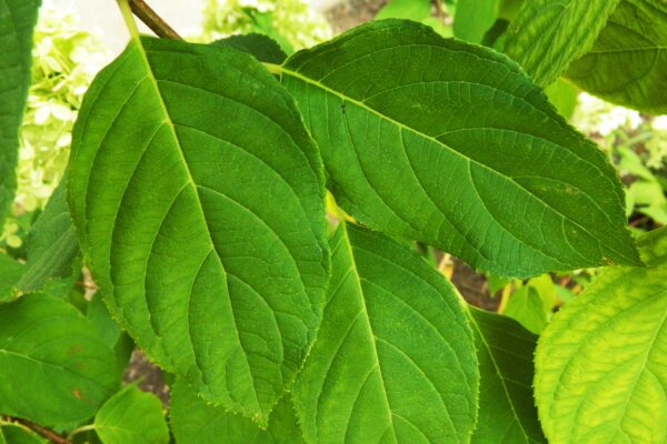 Hydrangea paniculata ′Limelight′ [sold as Limelight®] - Foliage