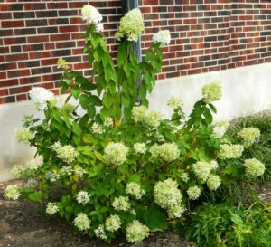 Hydrangea paniculata ′Limelight′ [sold as Limelight®] - Young Flowering Habit
