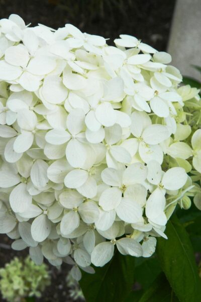 Hydrangea paniculata &prime;Limelight&prime; [sold as Limelight&reg;] - Flowers