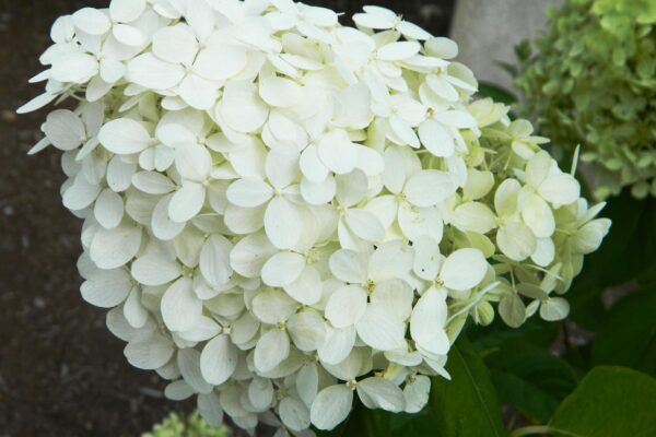 Hydrangea paniculata ′Limelight′ [sold as Limelight®] - Flowers