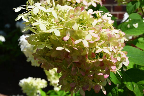 Hydrangea paniculata ′Limelight′ [sold as Limelight®] - Old Flowers