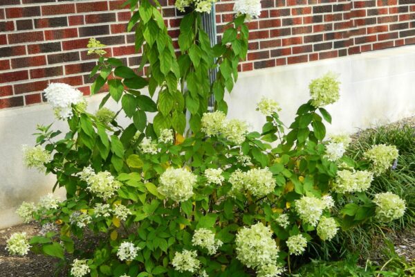 Hydrangea paniculata &prime;Limelight&prime; [sold as Limelight&reg;] - Young Flowering Habit