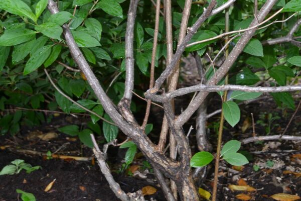 Hydrangea paniculata ′Tardiva′ - Bark