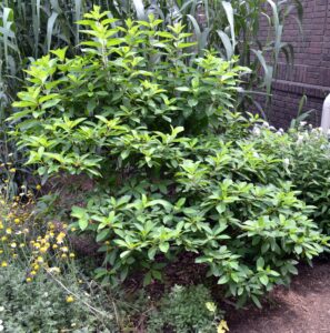 Hydrangea paniculata ′Tardiva′ - Shrub Habit