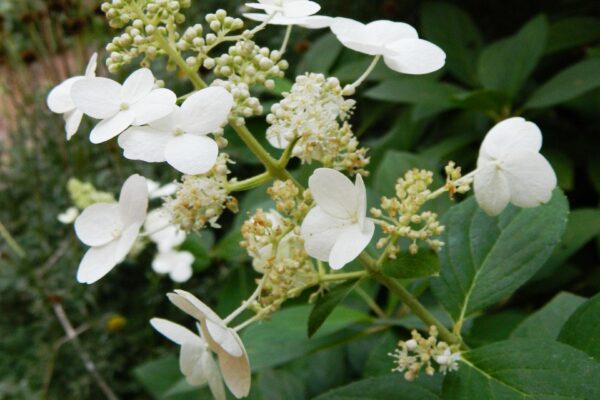 Hydrangea paniculata ′Tardiva′ - Flower