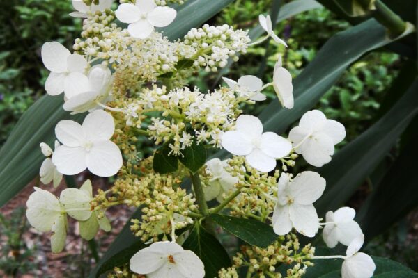 Hydrangea paniculata ′Tardiva′ - Flower