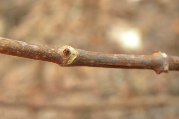 Hydrangea paniculata ′Tardiva′ - Buds