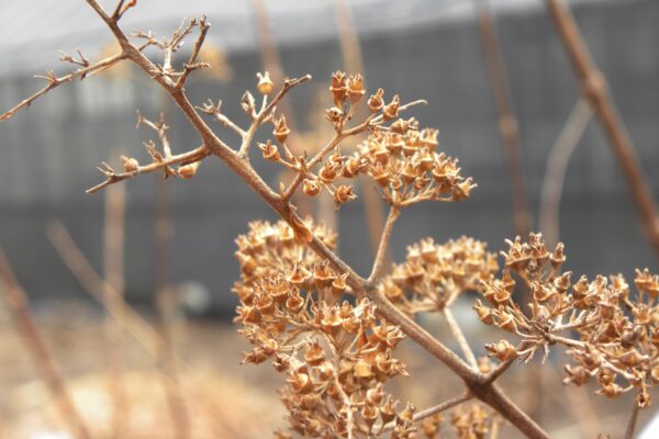 Hydrangea paniculata ′Tardiva′ - Fruit Panicle