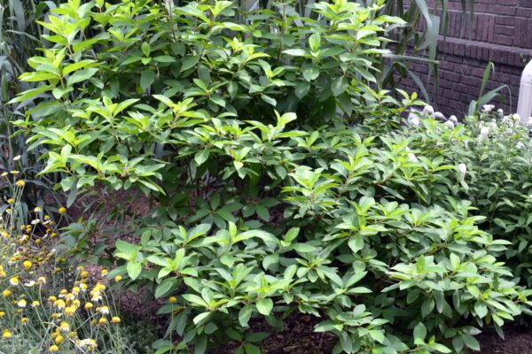 Hydrangea paniculata ′Tardiva′ - Shrub Habit