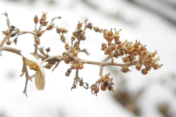 Hydrangea paniculata ′Tardiva′ - Fruit