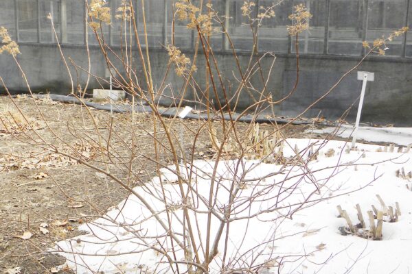Hydrangea paniculata ′Tardiva′ - Winter Habit