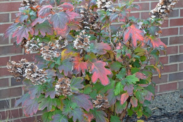 Hydrangea quercifolia - Habit- Fall