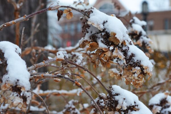 Hydrangea quercifolia - Winter Interest