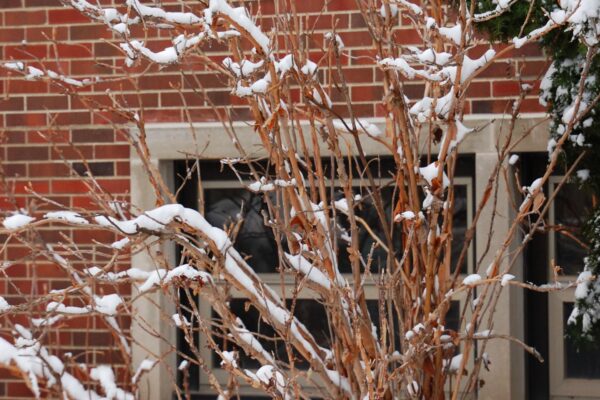 Hydrangea quercifolia - Winter Habit
