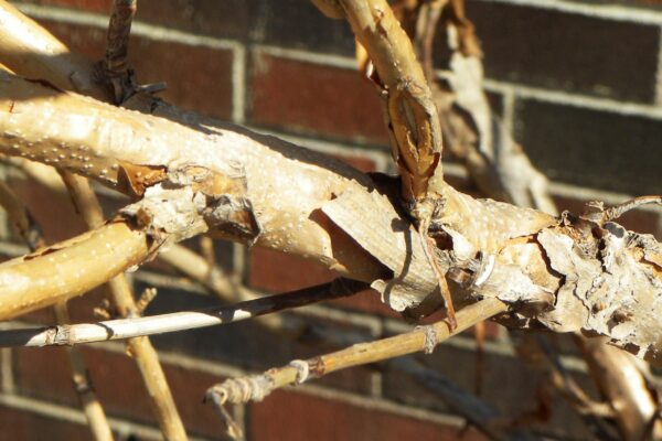 Hydrangea quercifolia - Bark