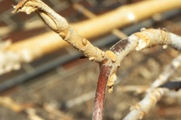 Hydrangea quercifolia - Buds