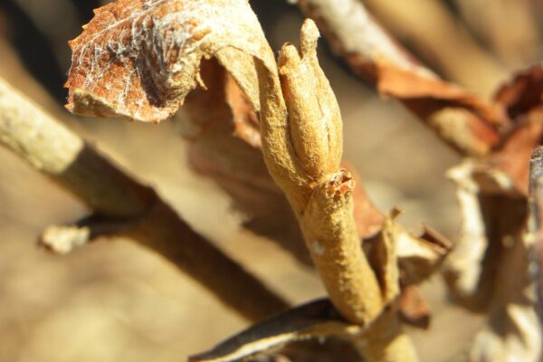Hydrangea quercifolia - Buds