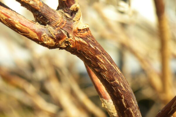 Hydrangea quercifolia - Bark