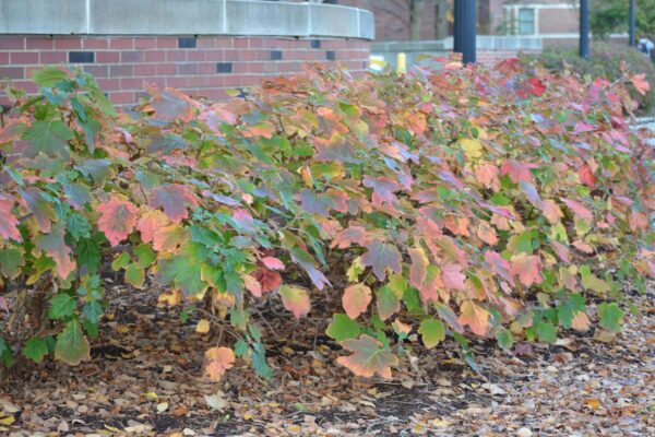 Hydrangea quercifolia - Developing Fall Color