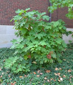 Hydrangea quercifolia - Habit
