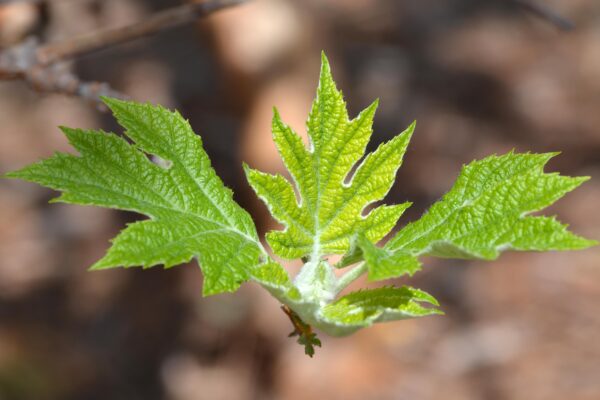 Hydrangea quercifolia - Emerging Foliage