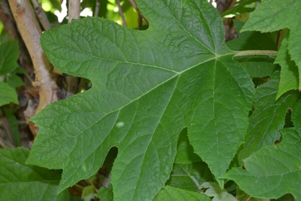 Hydrangea quercifolia - Leaf
