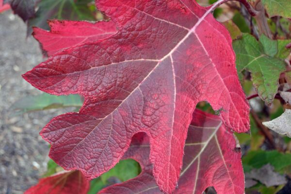 Hydrangea quercifolia - Leaf with Full Fall Coloration