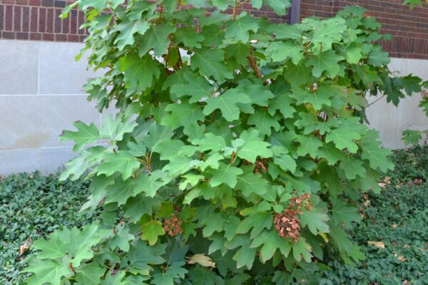Hydrangea quercifolia - Habit