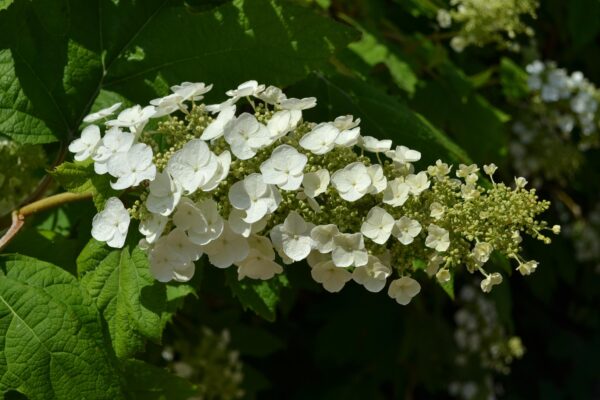Hydrangea quercifolia - Flower Panicle