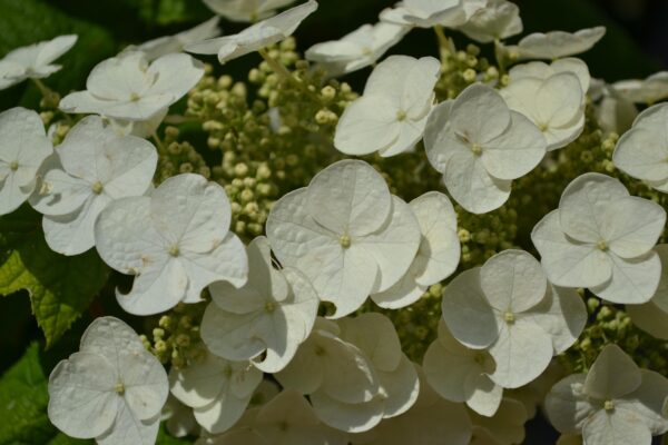 Hydrangea quercifolia - Flowers
