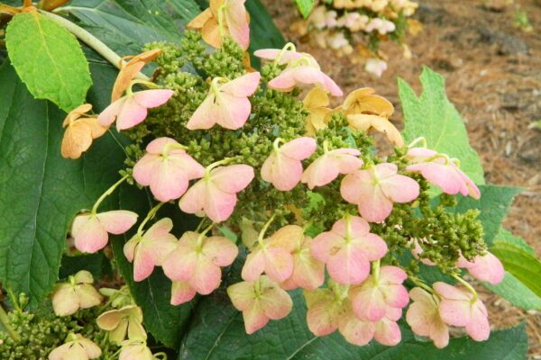 Hydrangea quercifolia - Flower Panicle- Late Summer