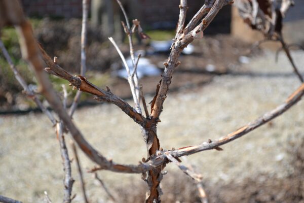Hydrangea quercifolia ′Pee Wee′ - Bark
