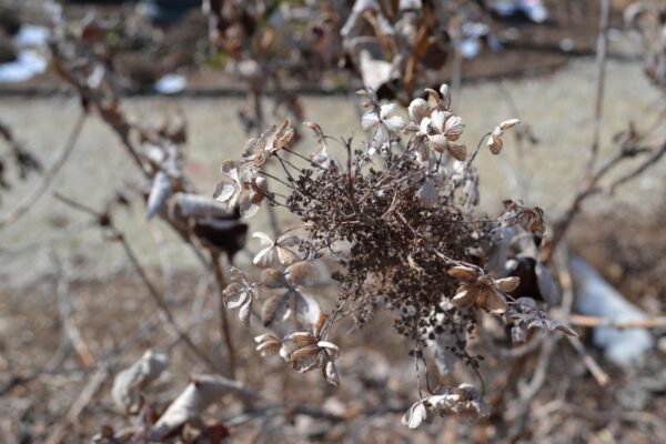 Hydrangea quercifolia ′Pee Wee′ - Remnant Flower