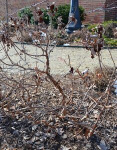 Hydrangea quercifolia ′Pee Wee′ - Winter Habit