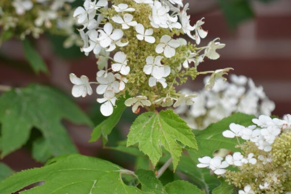 Hydrangea quercifolia ′Pee Wee′ - Flowers