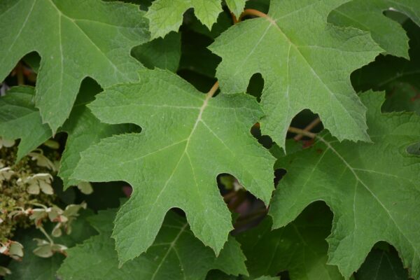 Hydrangea quercifolia ′Pee Wee′ - Foliage